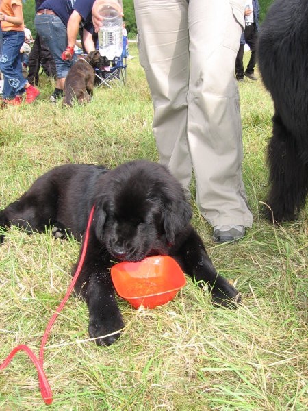 CAC Trbovlje 2006 - foto povečava