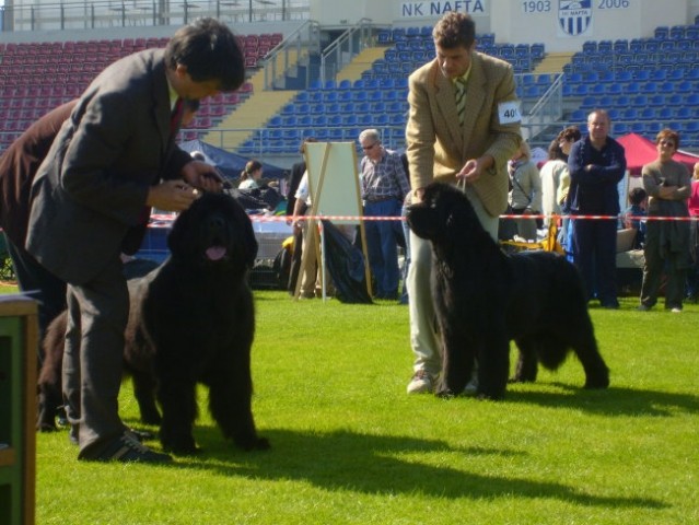 CACIB LENDAVA 2007 - foto