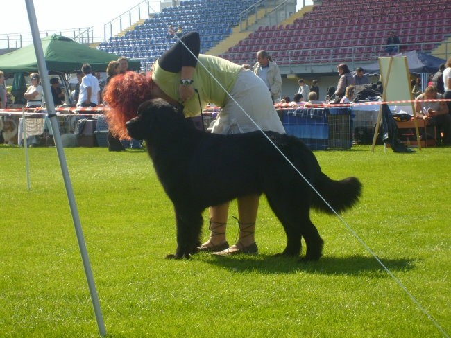 CACIB LENDAVA 2007 - foto povečava