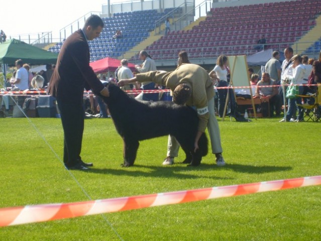 CACIB LENDAVA 2007 - foto