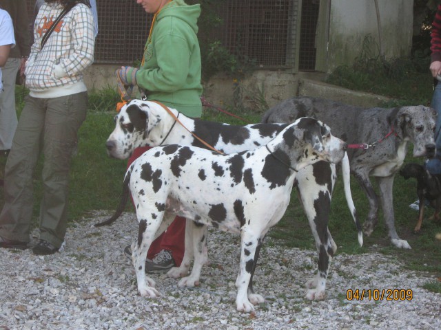 Piknik DZZŽ Pomurje - foto