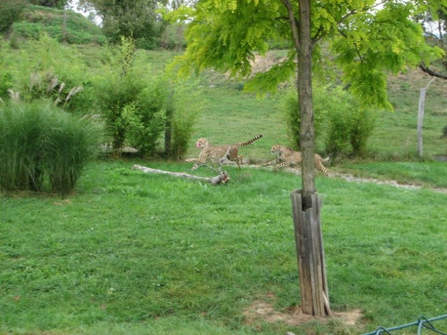 Tierwelt Herberstein - foto
