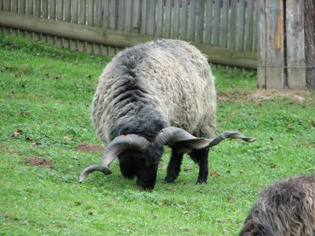 Tierwelt Herberstein - foto povečava