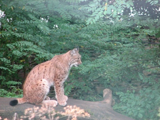 Tierwelt Herberstein - foto