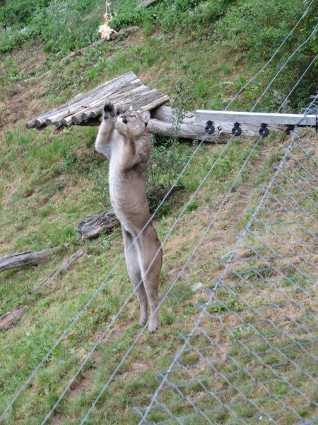 Tierwelt Herberstein - foto povečava