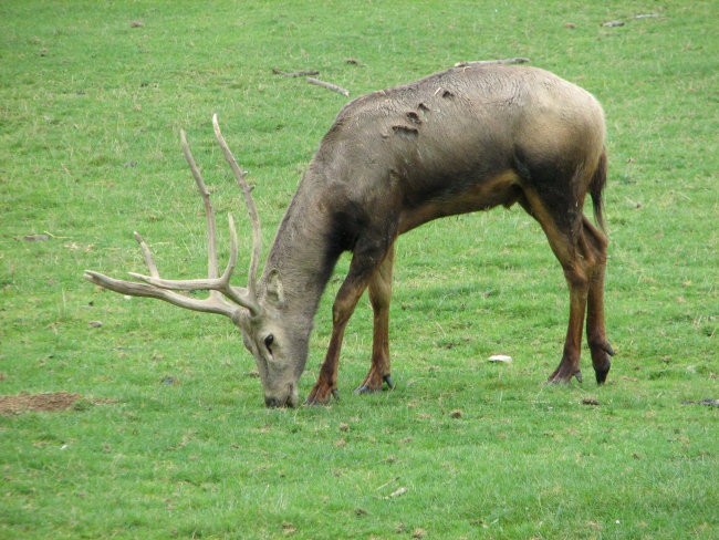 Tierwelt Herberstein - foto povečava