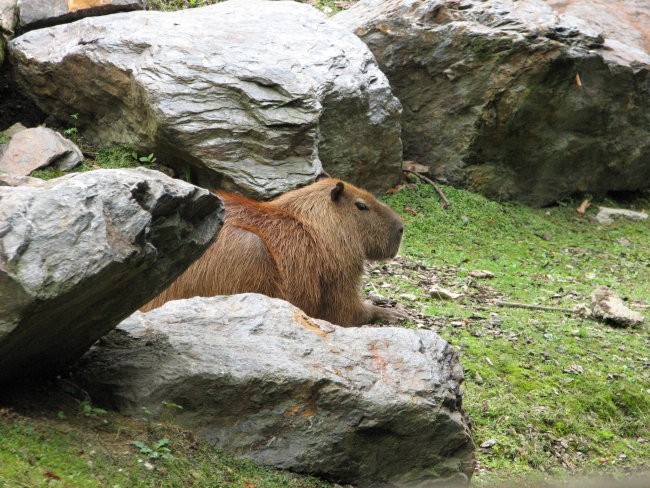 Tierwelt Herberstein - foto povečava