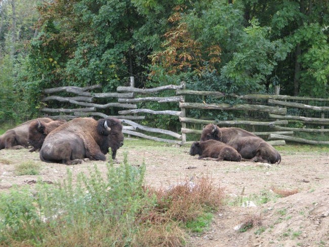 Tierwelt Herberstein - foto povečava