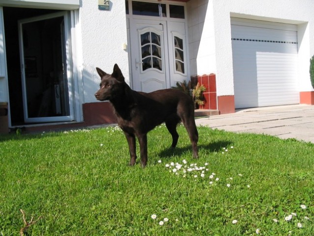 Vse živo - foto