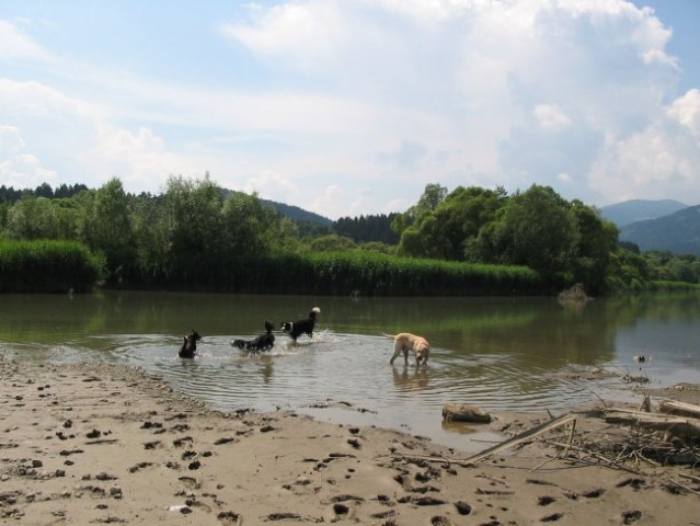 Vse živo - foto