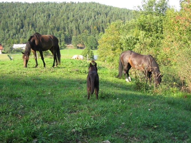 Vse živo - foto povečava