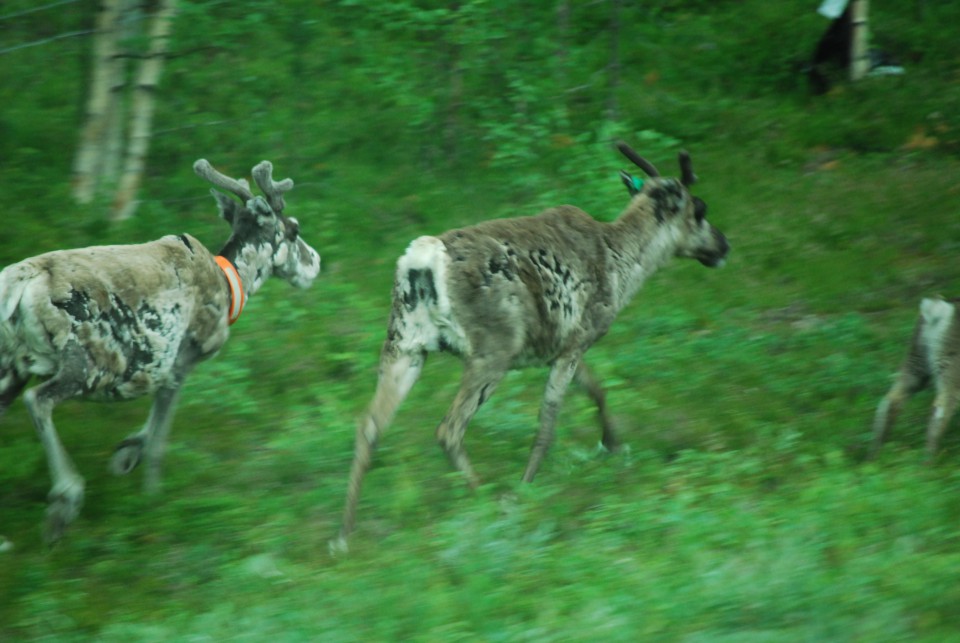 Skandinavija - foto povečava