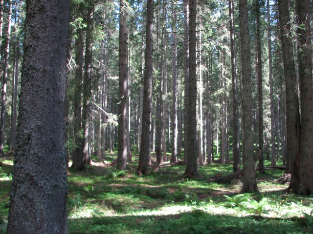 Gozd na Pokljuki