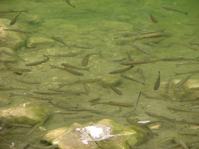 Ribe v jezeru
