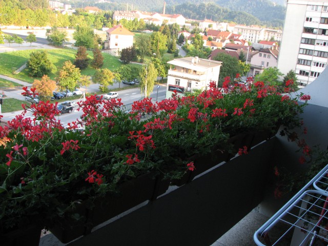 Rože na balkonu