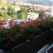 Rože na balkonu