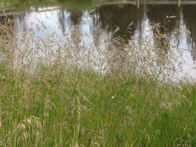 Dopust - Velika planina - foto