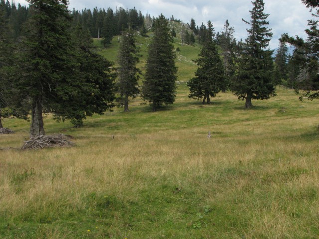 Dopust - Velika planina - foto