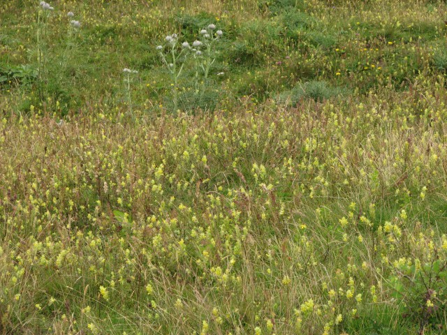 Dopust - Velika planina - foto