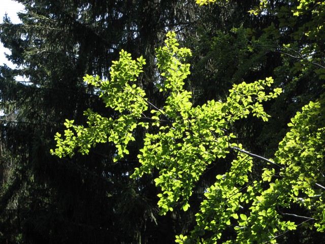 Sprehod čez Tomanovo planino - foto