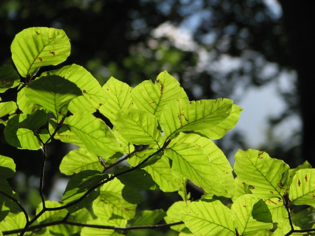 Boč  - foto