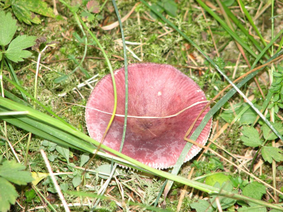 Zadnjica, Trenta - Zapotoški slapovi 27.9 - foto povečava