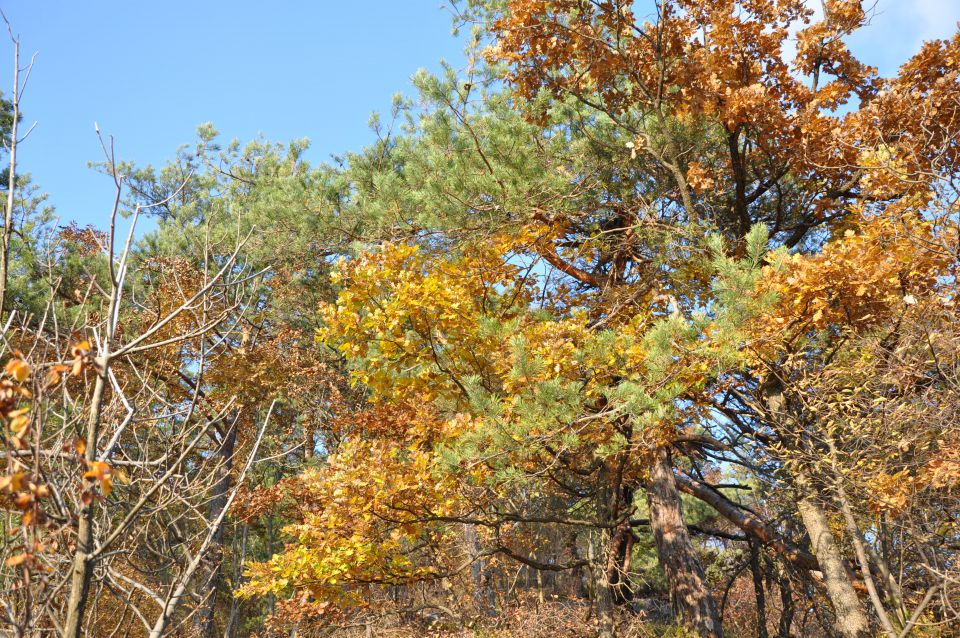 Boč jeseni - 31.10.09 - foto povečava