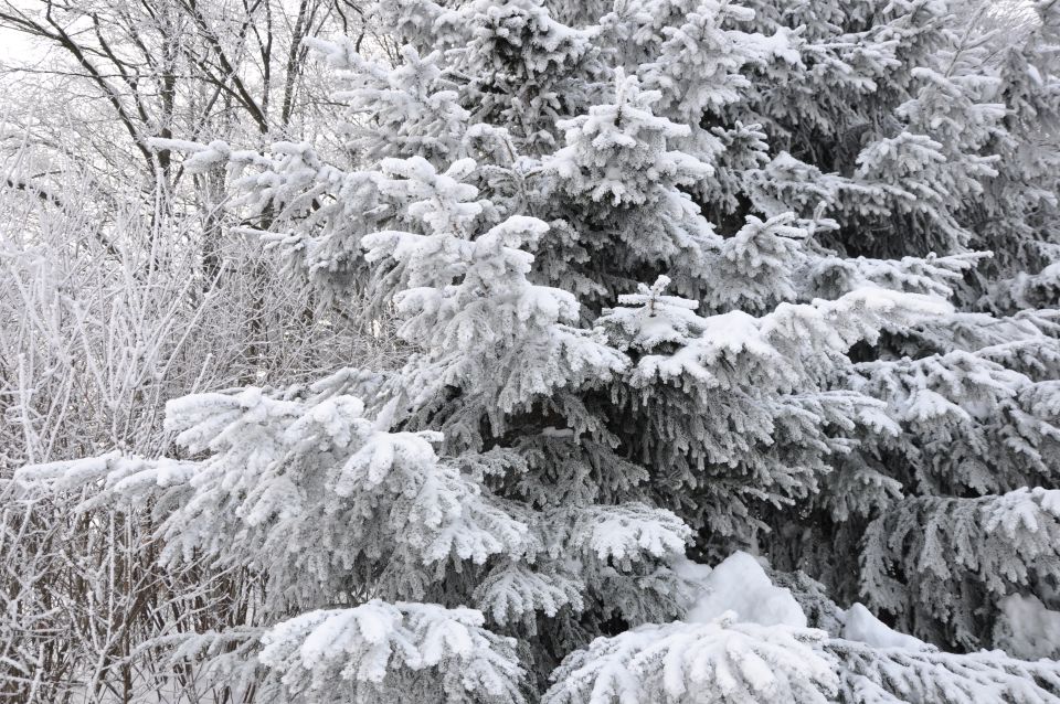 Doma 17.1.2010 - foto povečava