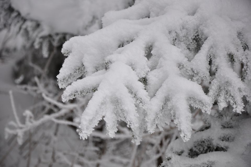 Smučanje 24.1.2010 - foto povečava