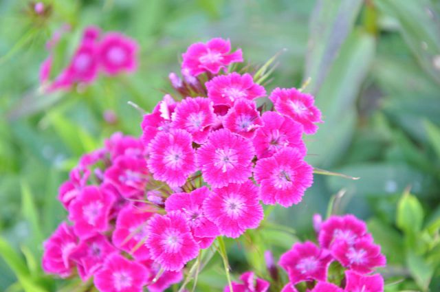 Savinjska - rože - foto
