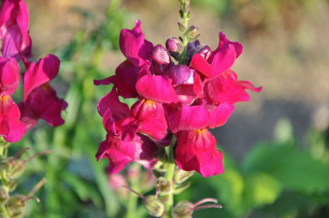 Savinjska - rože - foto