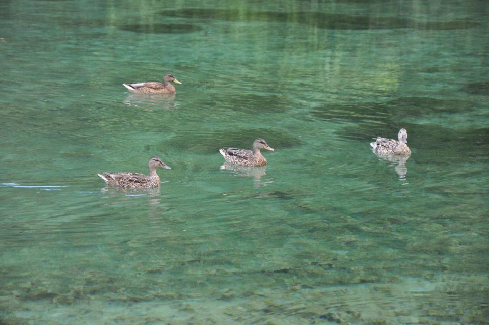 Martuljek, Kranjska gora, Bohinj day iv - foto povečava