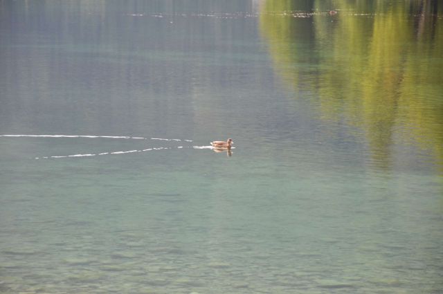 Bohinjska Bistrica, Bohinj, Jezero day 6 - foto
