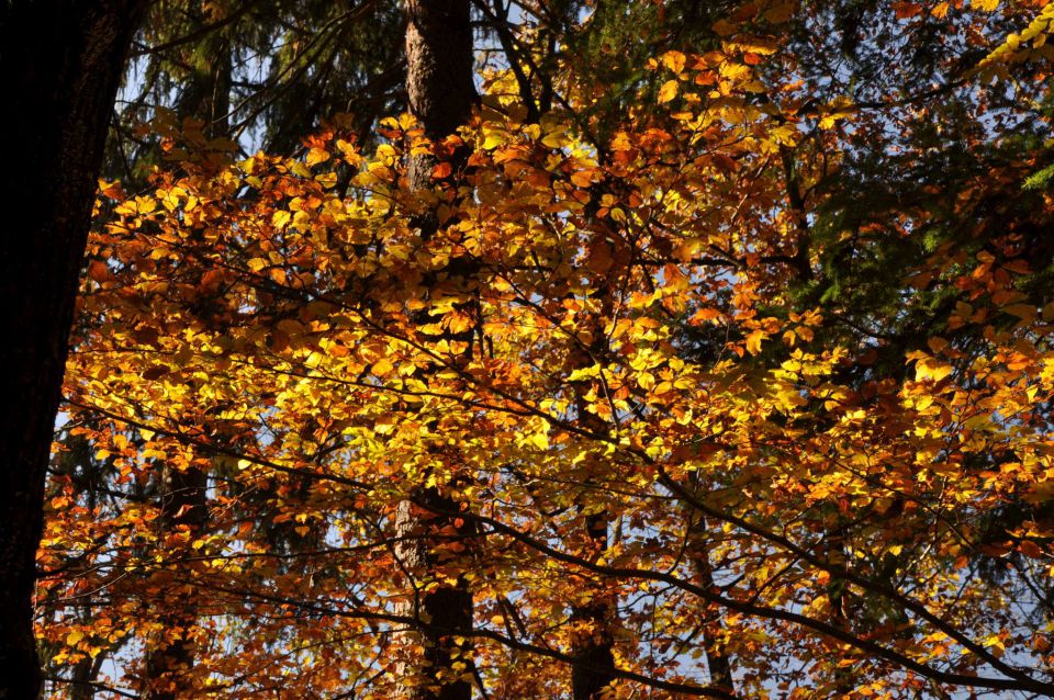 Šmohor 29.10.2010 1 - foto povečava