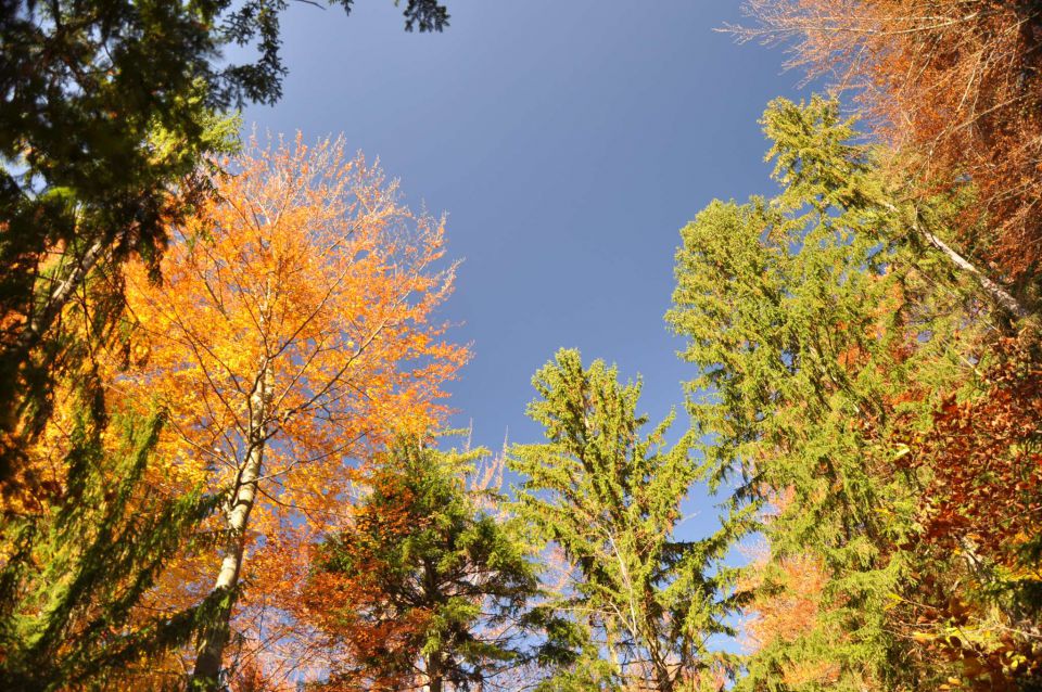 Šmohor 29.10.2010 1 - foto povečava