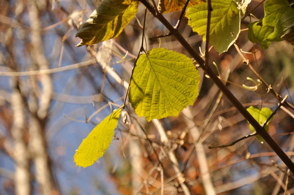 Šmohor 29.10.2010 1 - foto povečava