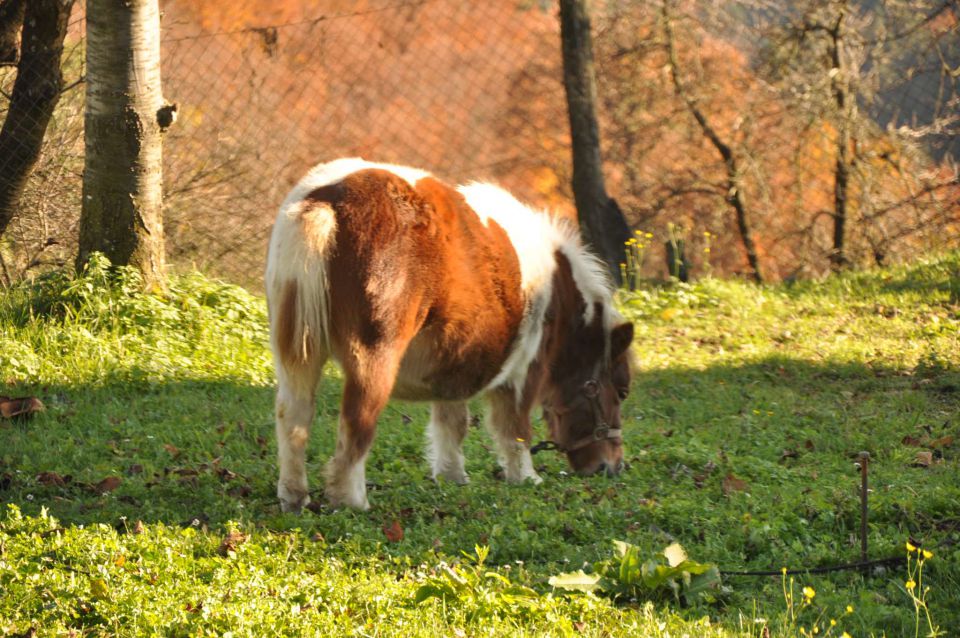 Šmohor 29.10.2010 2 - foto povečava