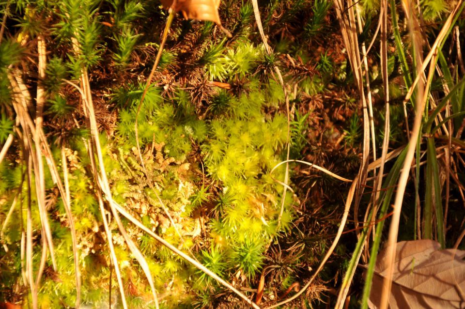 Šmohor 29.10.2010 2 - foto povečava