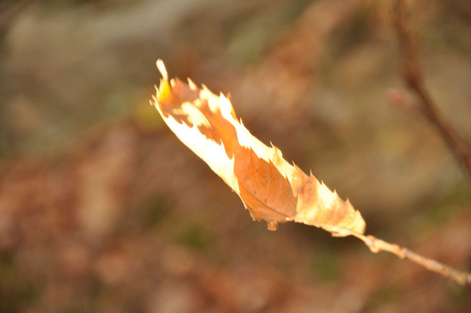 Šmohor 29.10.2010 2 - foto povečava