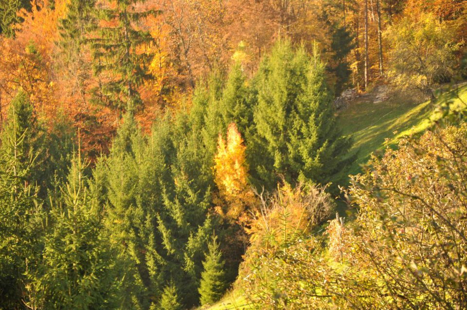 Šmohor 29.10.2010 2 - foto povečava