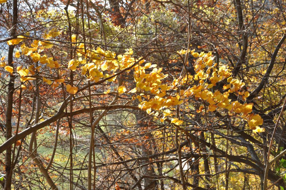 Boč 30.10.2010 - foto povečava