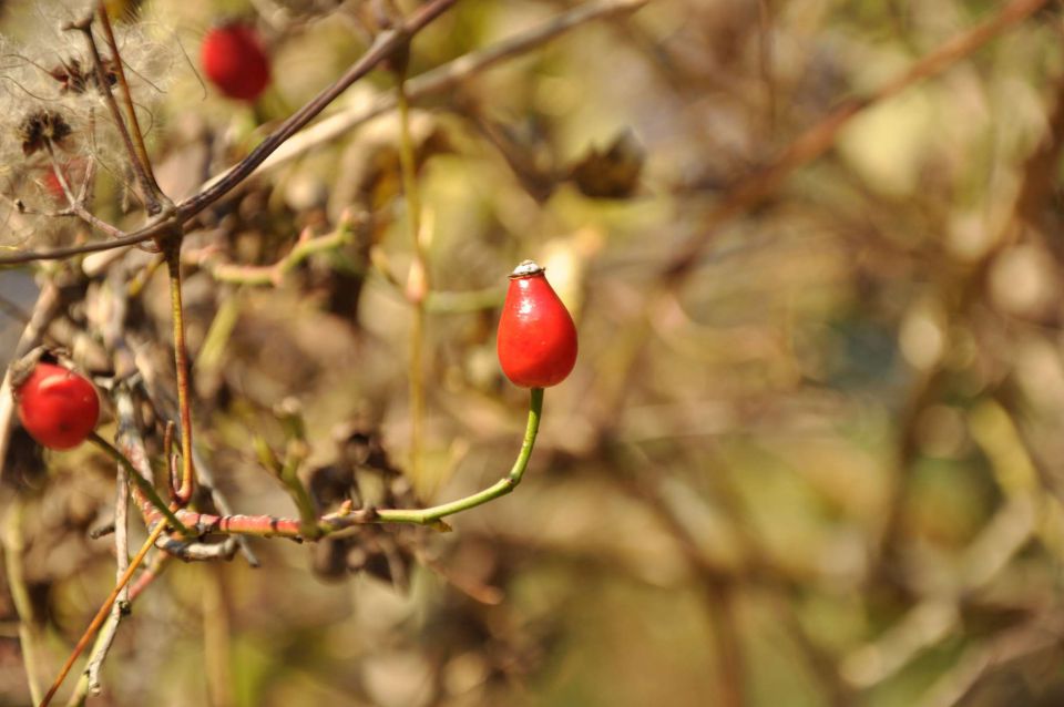 Boč 30.10.2010 - foto povečava