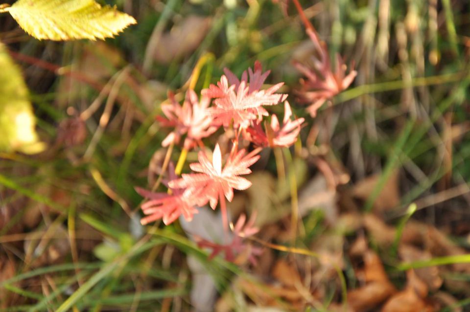 Boč 30.10.2010 - foto povečava