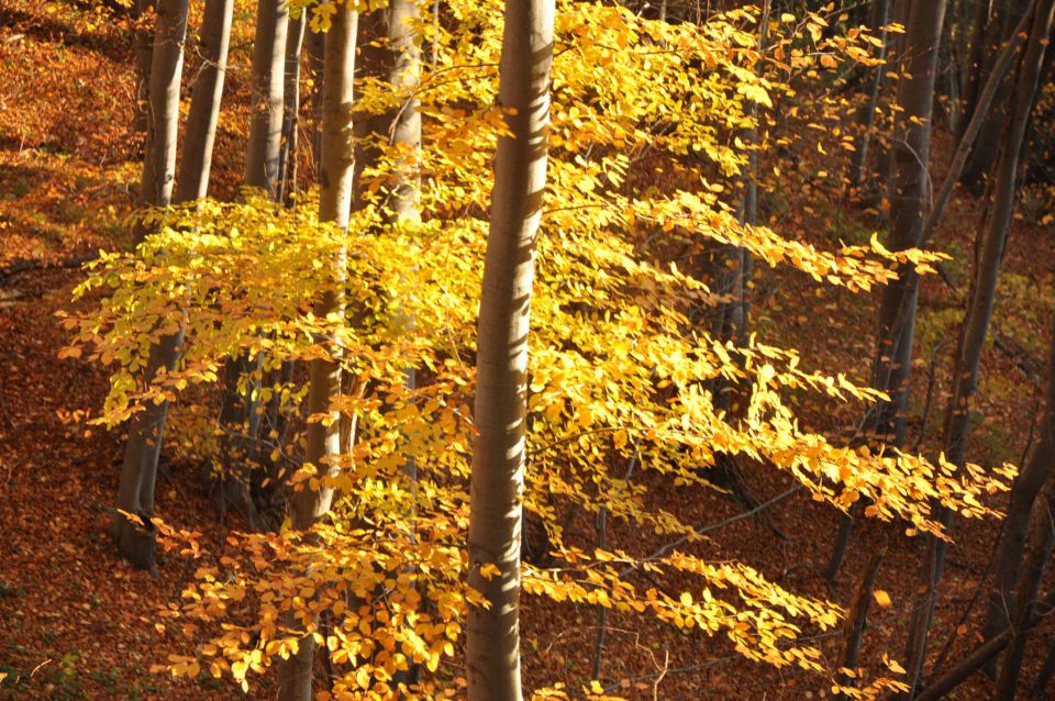 Boč 30.10.2010 - foto povečava