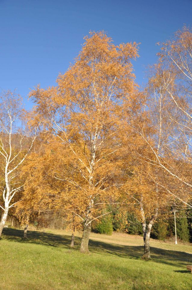 Boč 30.10.2010 - foto povečava