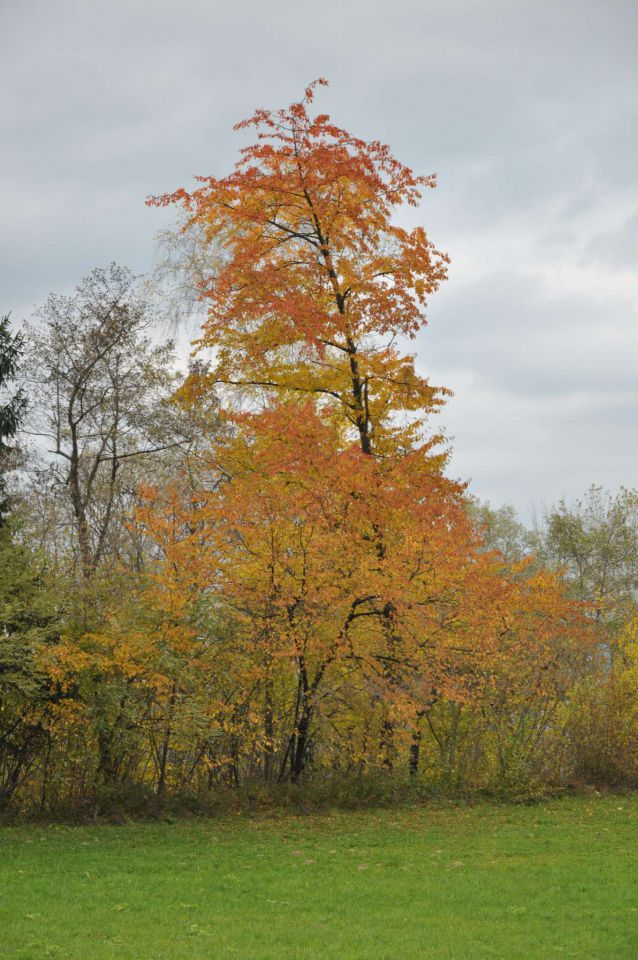 Celje 31.10.2010 - foto povečava