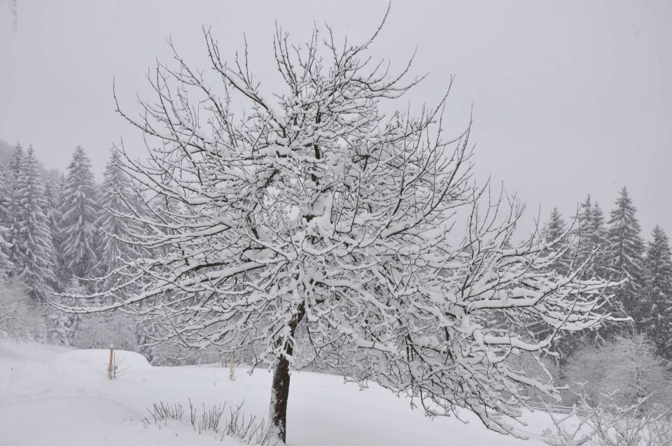 Savinjska 4.12.2010 - foto povečava