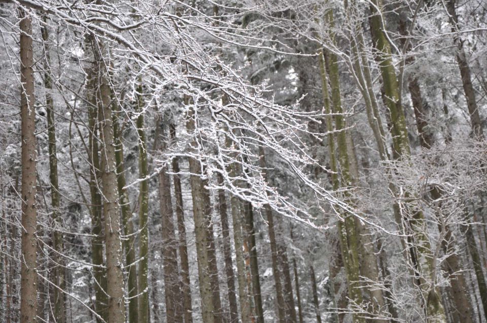 Na snegu 26.12.2011 - foto povečava