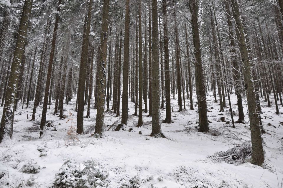 Na snegu 26.12.2011 - foto povečava