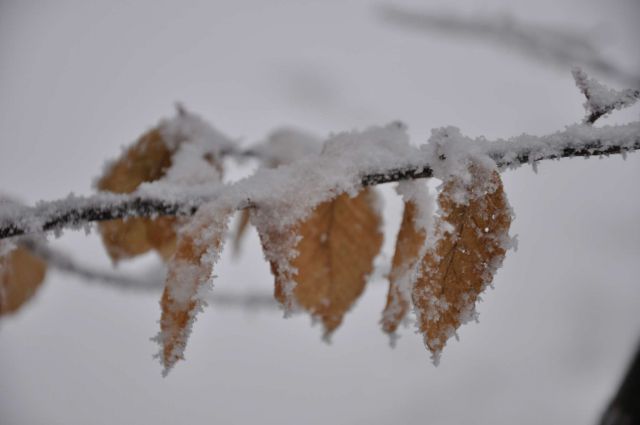 Na snegu 26.12.2011 - foto